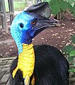 Kasuari (Northern Cassowary).jpg