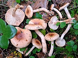 Ketas-limanutt Hygrophorus discoideus