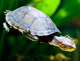 Мулова черепаха скорпіонова