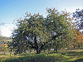 Tree, Margetshöchheim, Germany