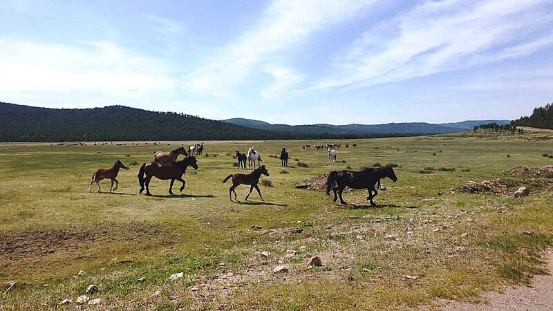 File:Kizhinginsky district. Horses in the pasture.jpg