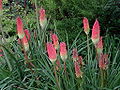 Kniphofia uvaria