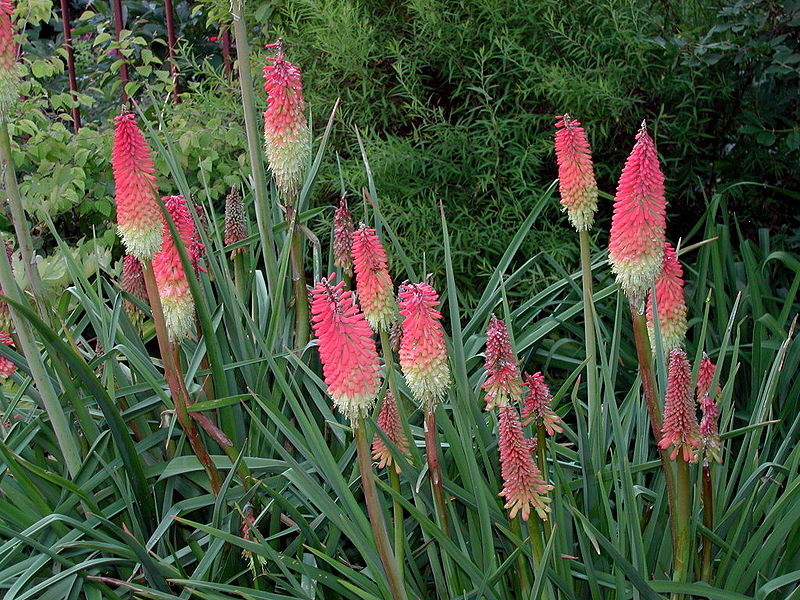 File:Kniphofia uvaria - Fackellilie.jpg