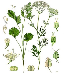 Anyžinė ožiažolė (Pimpinella anisum)