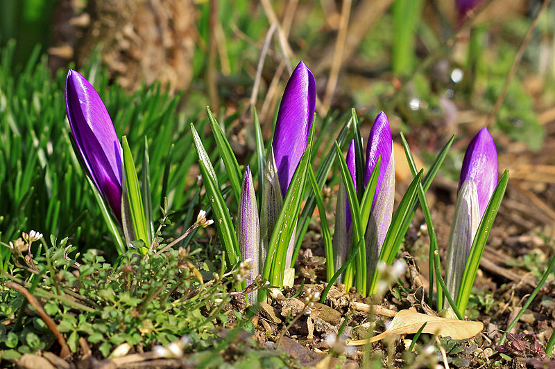 File:Krokusse violett 3.jpg