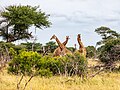 Kruger National Park (ZA), Giraffen -- 2024 -- 0933