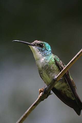 <span class="mw-page-title-main">White-chested emerald</span> Species of hummingbird