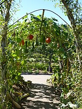 Pérgola con verduras.