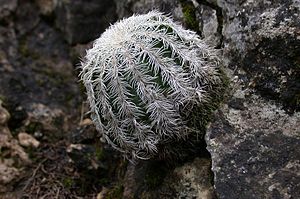 A color picture of a green and cactus with white spines