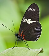 Laparus doris (Doris Longwing) ventral side