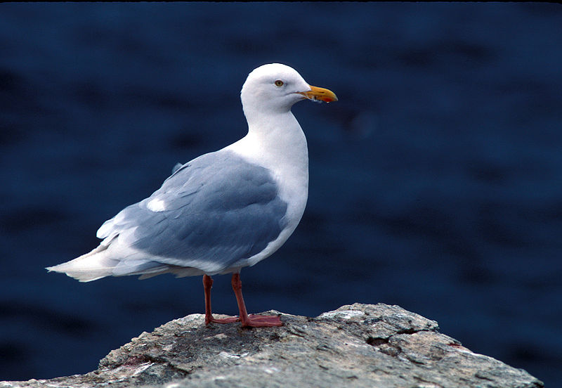 File:Larus hyperboreus-USFWS.jpg