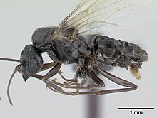 Lasius niger casent0178775 profil 1.jpg