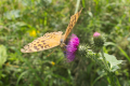 English: Dishevelled Argynnis paphia on Carduus sp. near Eisenbach, Lauterbach, Hesse, Germany