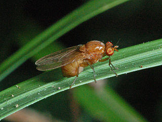 <i>Sapromyza</i> Genus of insects