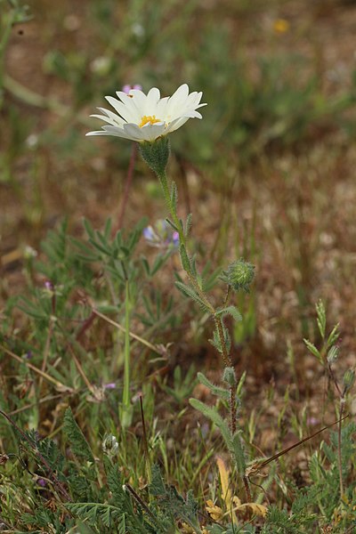 File:Layia glandulosa 7762.JPG