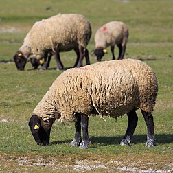 Moutons des prés salés du Mont-Saint-Michel. (définition réelle 3 717 × 3 717)