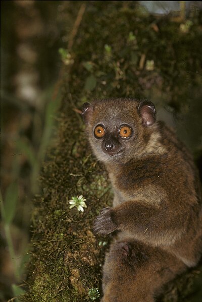 File:Lepilemur microdon 001.jpg