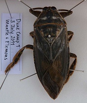 Kuvan kuvaus Lethocerus insulanus 2.jpg.