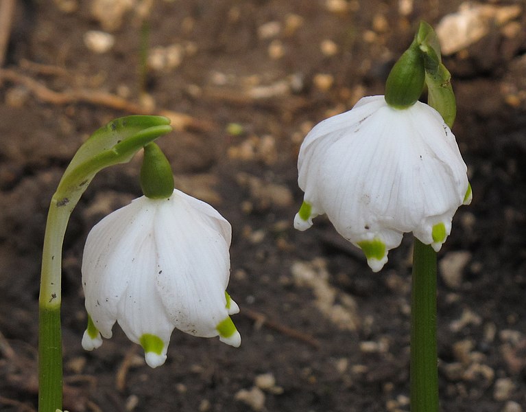 File:Leucojum vernum 2 RF.jpg