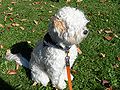 A full-grown male Lhasa Poo