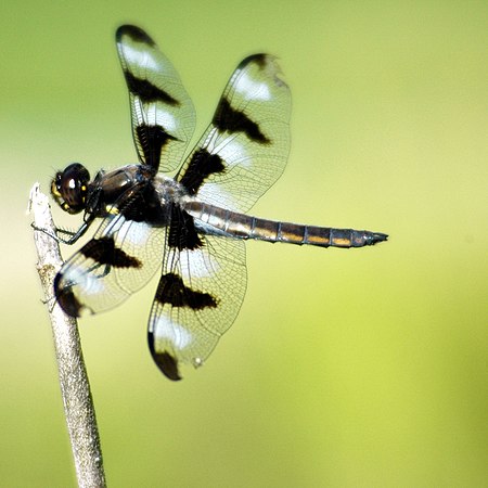 Libellula pulchella