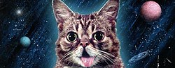 Miniatura para Lil Bub