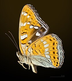 ospesommerfugl (Limenitis populi)