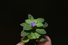 Limnophila repens cvijet.jpg