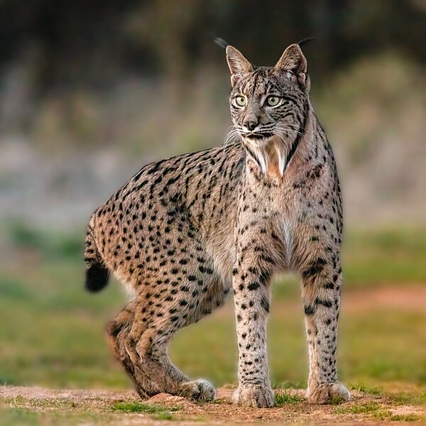 File:Lince ibérico (Lynx pardinus), Almuradiel, Ciudad Real, España, 2021-12-19, DD 07.jpg