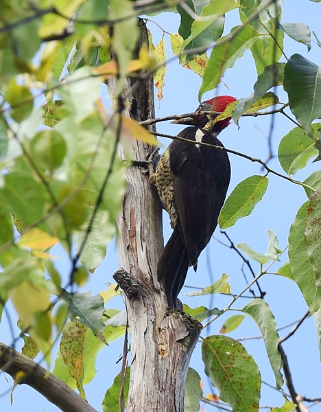 File:Lineated Woodpecker (24522201394).jpg