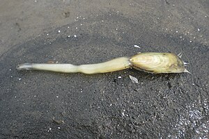 Lingula sp.  na praia de Ozamis City (Filipinas).