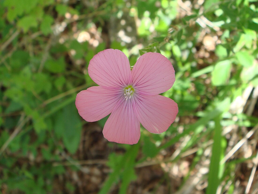 Linum viscosum