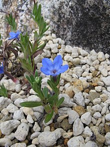 Lithodora diffusa1.jpg