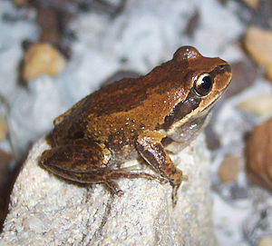 Litoria verreauxii verreauxii.jpg