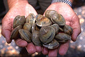 Collection of Mercenaria mercenaria, also known as hard clams or quahogs LittleNeck clams USDA96c1862.jpg