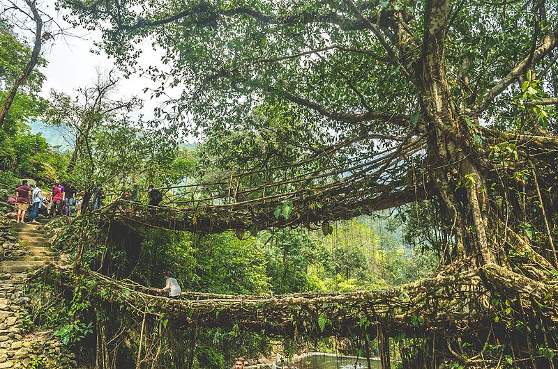 File:Living Root Bridges.jpg