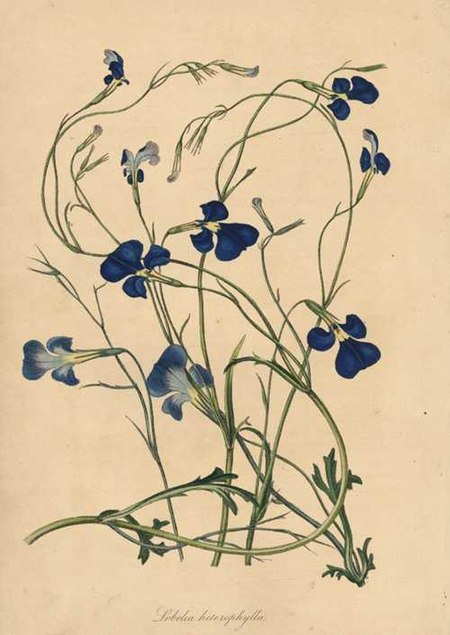 Lobelia heterophylla.jpg