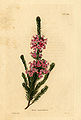 Erica daphnaeflora (Loddiges 543) drawing by William Miller engraved by G Cooke, 1818