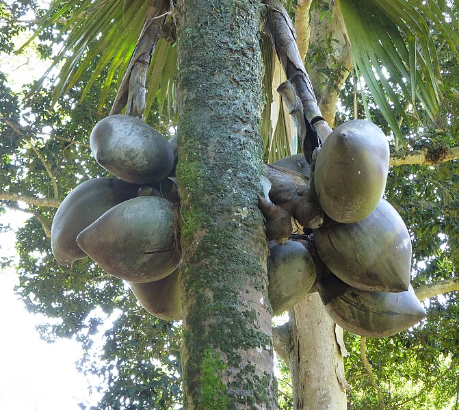 File:Lodoicea maldivica-Jardin botanique de Kandy (1).jpg