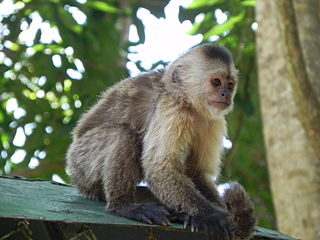 Loefling Zoo Zoo in Ciudad Guayana, Venezuela