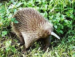 Western long-billed hedgehog (Zaglossus bruijni)