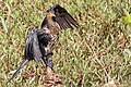 Long-tailed Cormorant, juvenile (22668232959).jpg