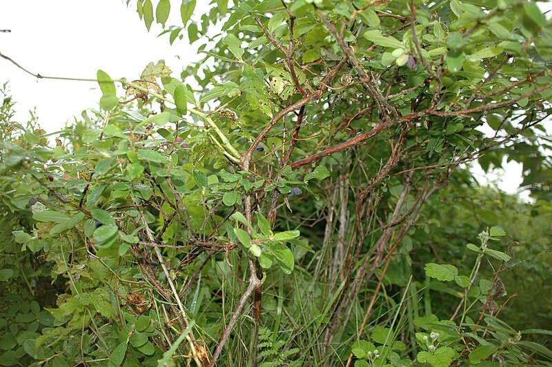 File:Lonicera caerulea L.jpg