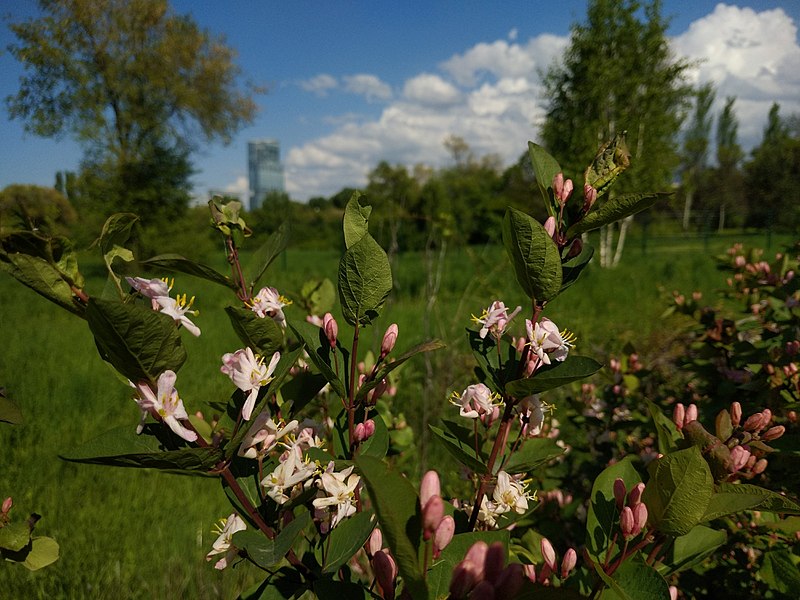 File:Lonicera tatarica in Almaty Botanical Garden flower close up.jpg