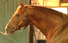 Coup de tête d'un cheval brun rougeâtre