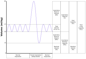 Lungvolumes