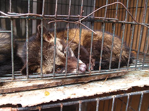 Battery cages for civets reared for kopi luwak (coffee) production