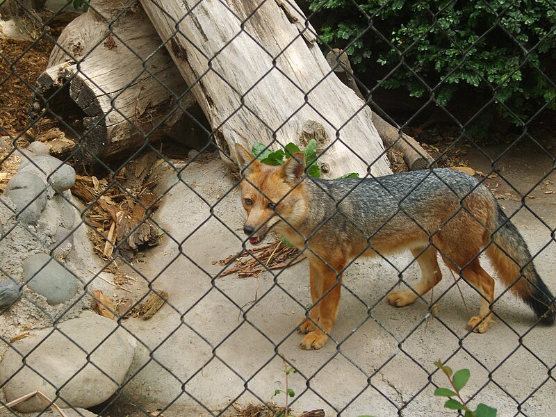 File:Lycalopex culpaeus culpaeus in the Buin Zoo.jpg