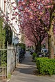 * Nomination Blossom of cherry trees in Schulstrasse, Münster, North Rhine-Westphalia, Germany --XRay 03:51, 16 April 2020 (UTC) * Promotion Good quality.--Agnes Monkelbaan 04:42, 16 April 2020 (UTC)