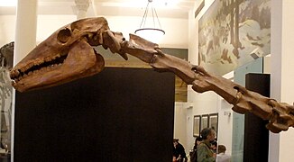 Cráneo de Macrauchenia patachonica
